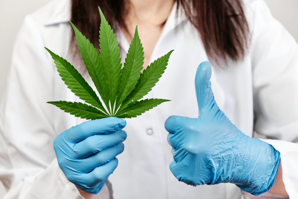 Frau mit weißer Bluse und blauen Hygienehandschuhen hält einen Daumen hoch und in der anderen Hand eine Cannabis-Pflanze. Gesicht der Frau ist nicht zu sehen