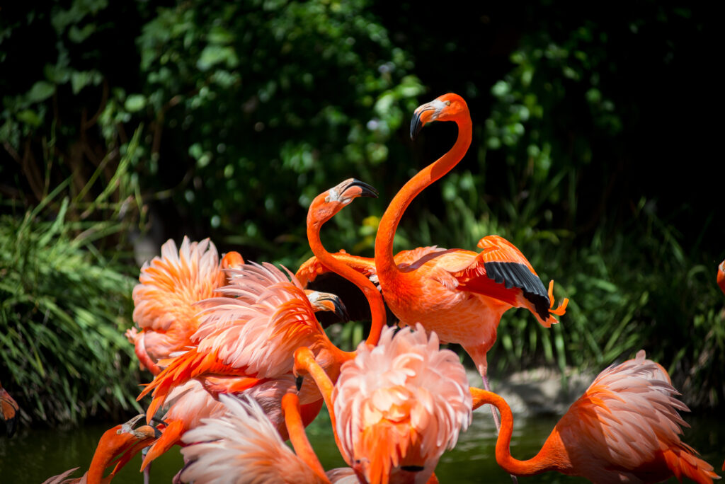 Einige Flamingos vor einem grünen Hintergrund