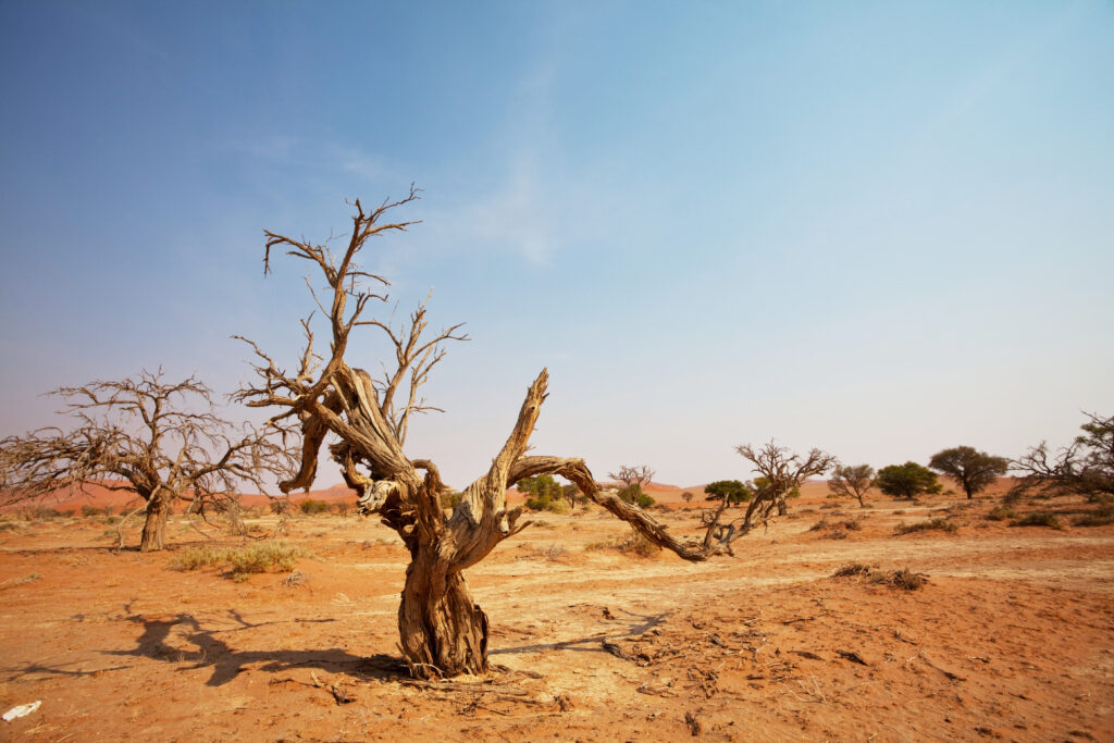 trockene Wüste und ein alter morscher Baum