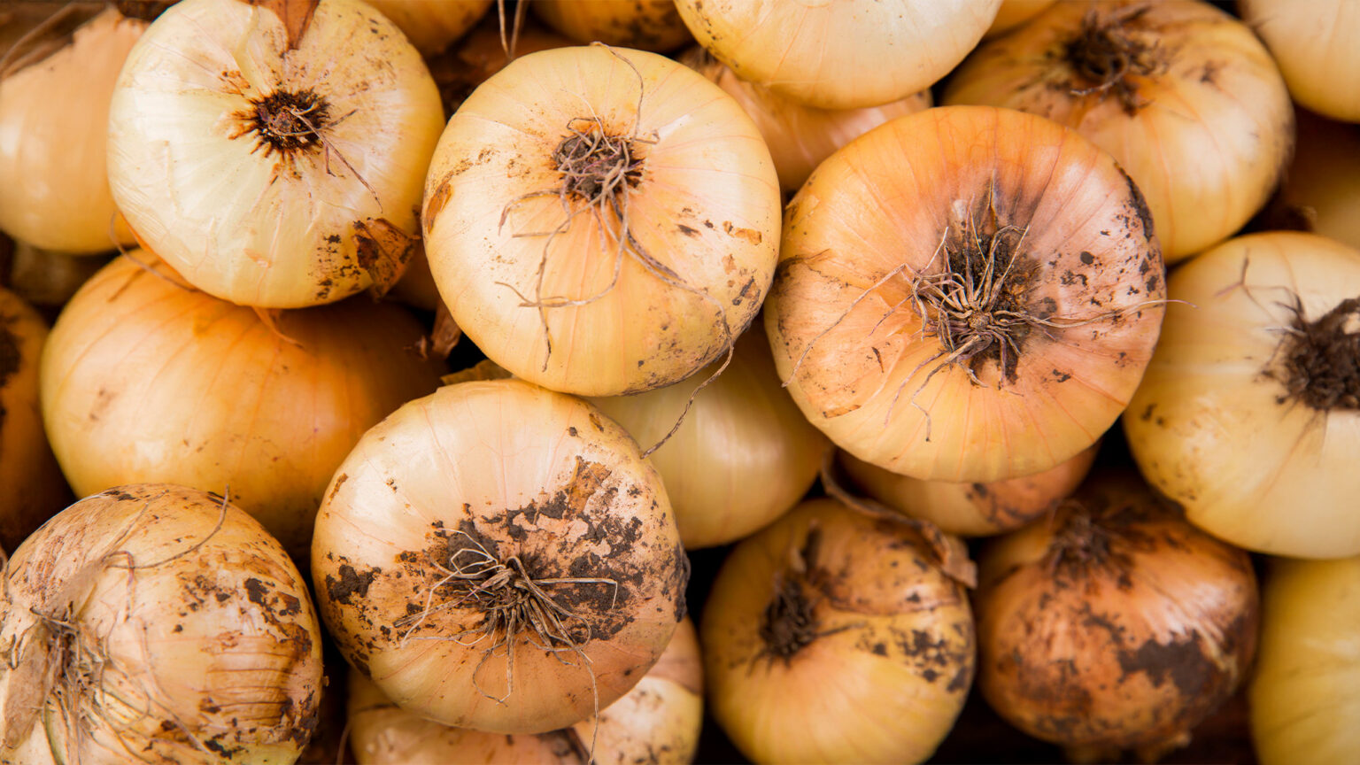 LaZia bringt traditionelle italienische Spezialitäten wie Tropea-Zwiebeln direkt nach Oberösterreich.