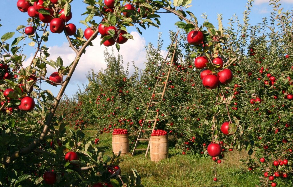 Vertrocknete Apfelbäume auf einer Plantage zeigen die Folgen der Ernteausfälle bei Obst und Gemüse in Österreich – Foto: lumix2004 / Pixabay