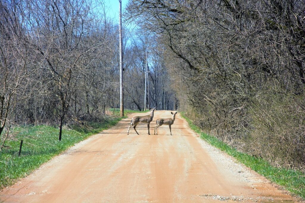 Eine Landstraße am Waldrand in der Dämmerung, in der Wildunfälle nach der Zeitumstellung besonders häufig vorkommen – Foto: Scottslm / Pixabay