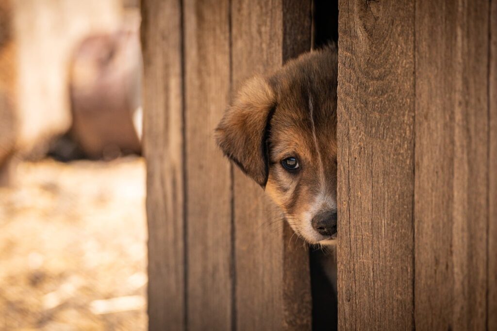 Ein Spendenkästchen auf einem Tisch in einem Tierheim verdeutlicht den Spendenrückgang im Tierschutz – Foto: GumiKutya / Pixabay