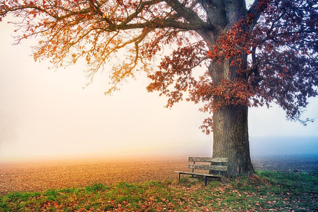 Eine leere Parkbank im Herbstlicht steht sinnbildlich für die Debatte um die Pensionsdauer in Österreich – Foto: jplenio / Pixabay